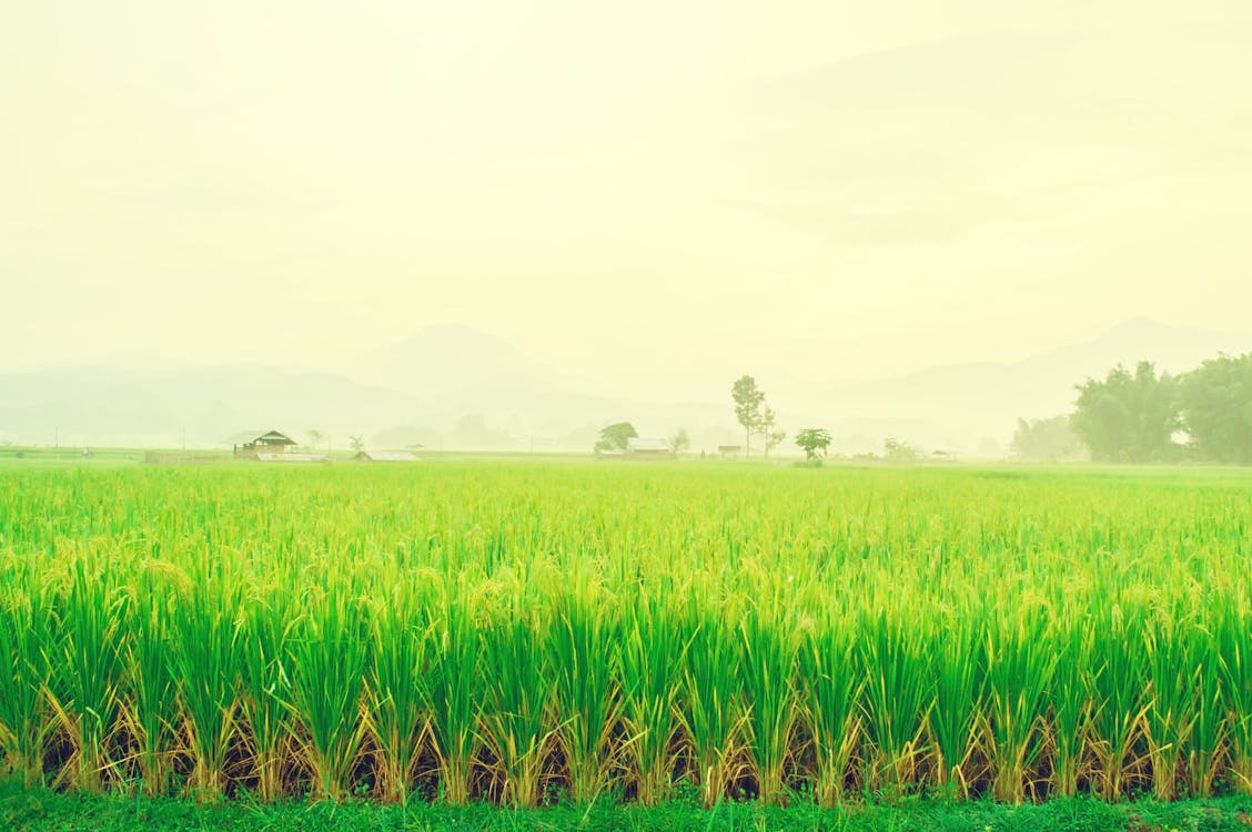 Free stock photo of background, beautiful, clear Stock Photo
