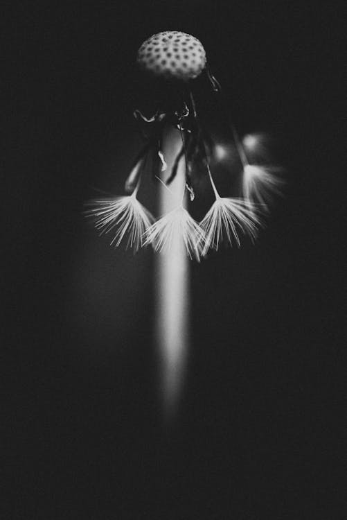 Free Dandelion with few fluffy seeds on black background Stock Photo