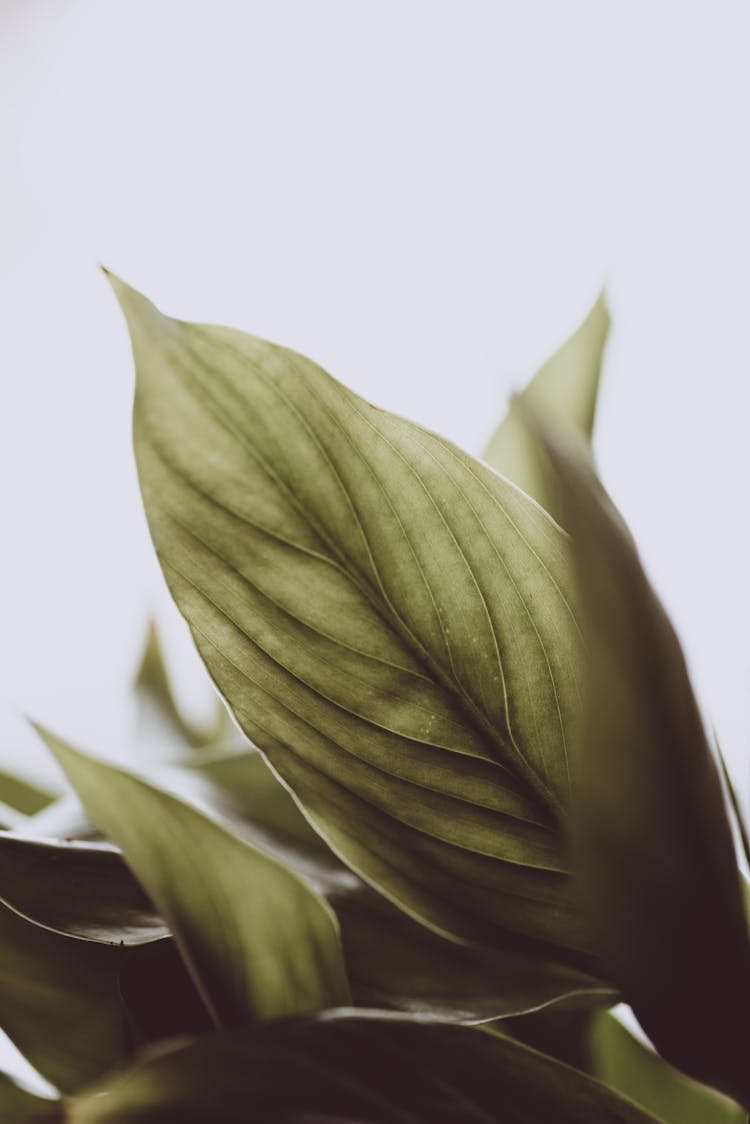 Plant With Green Leaves In Daylight