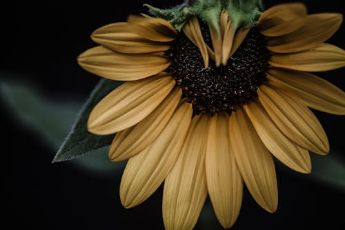 Sunflower with green leaves and yellow petals growing in nature