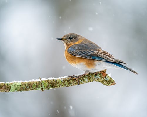 Free Closeup shot of small female Sialia sialis bird resting on leafless tree twig in winter snowfall Stock Photo