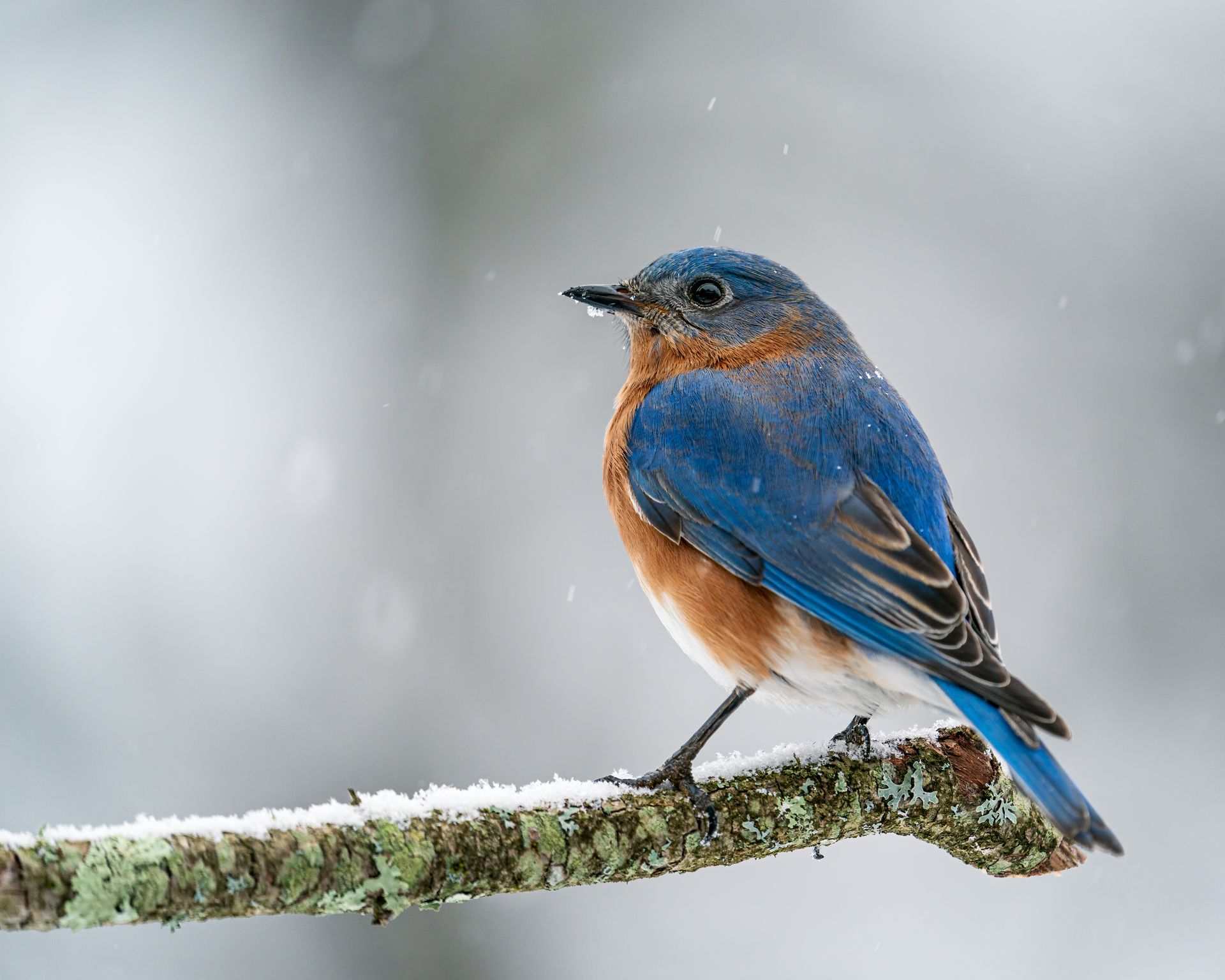 Capture of an Eastern Bluebird perched on a snowy branch during winter.
