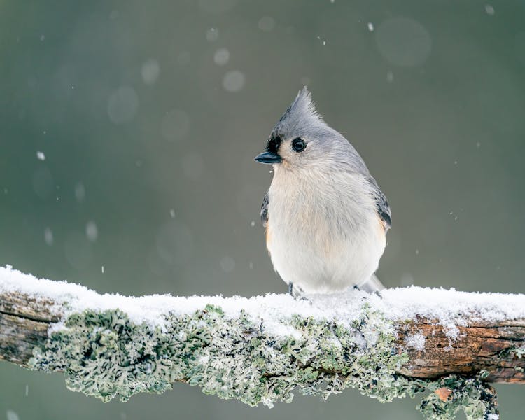 Little Tit Bird Sitting On Branch Under Snowfall