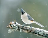 Small tufted titmouse walking on branch covered with snow