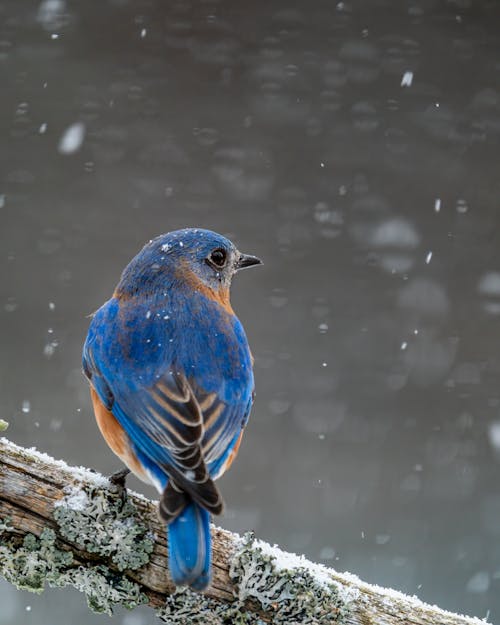 Free Back view of Sialia sialis burd with bright blue plumage sitting on tree branch in winter forest under fallen snow Stock Photo
