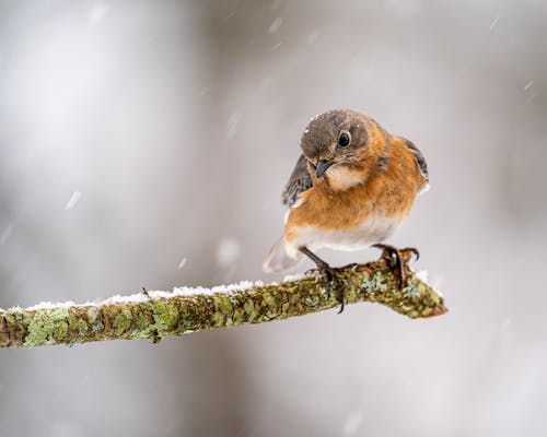 Free Little fluffy eastern bluebird in under fallen snow Stock Photo