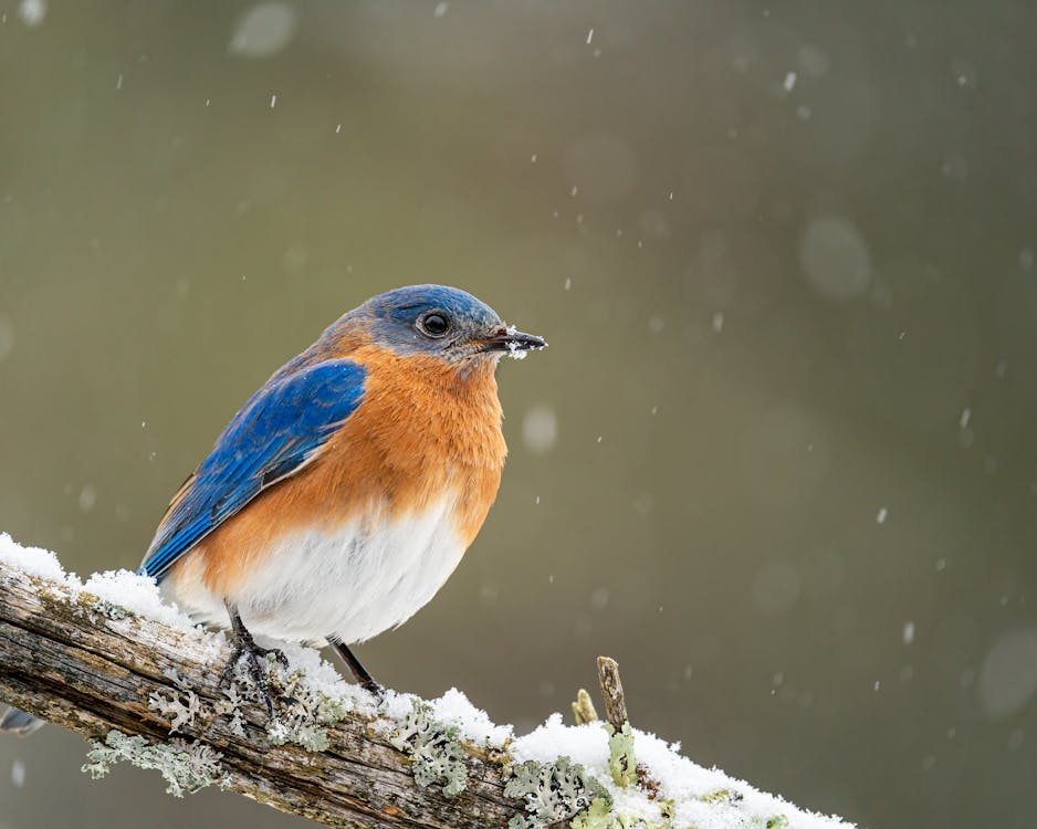 Free Low angle of small colorful male Sialia sialis bird sitting on leafless tree branch during snowfall Stock Photo