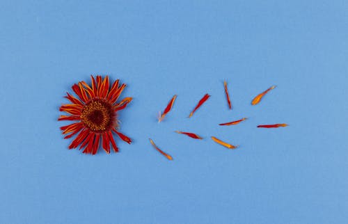 Foto profissional grátis de flor, fundo azul, pétalas