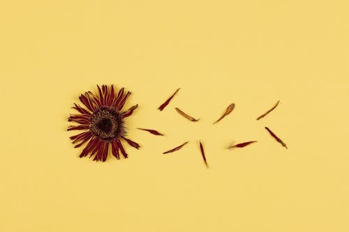 Foto profissional grátis de flor seca, fundo amarelo, pétalas
