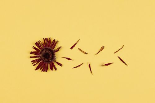 Free Aesthetic arrangement of a dried flower and petals on a vibrant yellow background for creative projects. Stock Photo