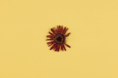 꽃잎, 노란 표면, 마른의 무료 스톡 사진