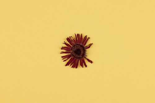 Free A single dried flower with red petals on a vibrant yellow surface. Stock Photo