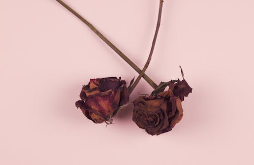 Free Dried Roses on Pink Surface Stock Photo