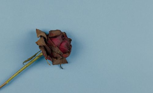 Free A close-up of a dried red rose lying on a blue background, symbolizing fading love. Stock Photo