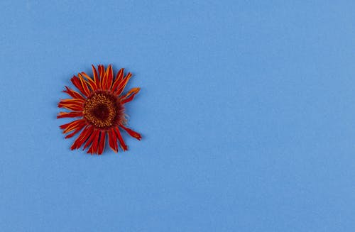 Free Dried Flower on a Blue Background  Stock Photo