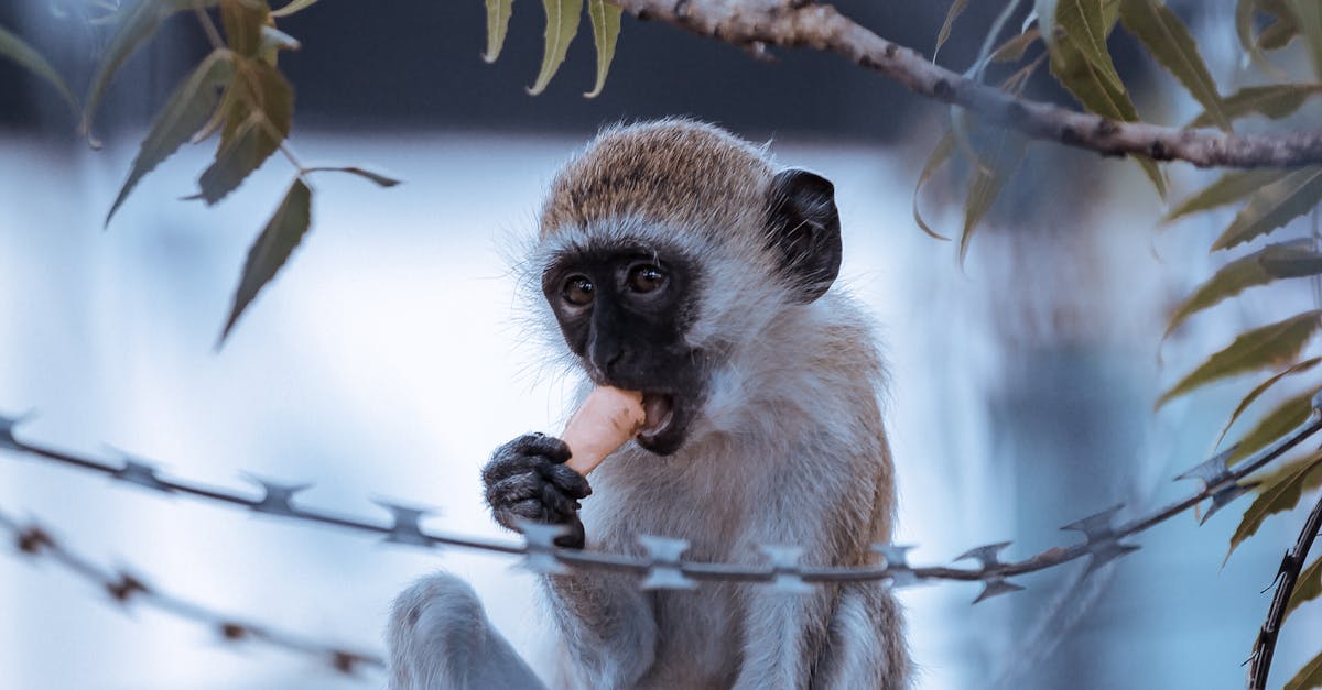 How to draw a cartoon monkey head