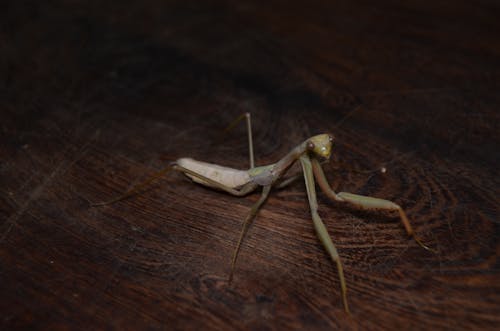 Free stock photo of mantis Stock Photo