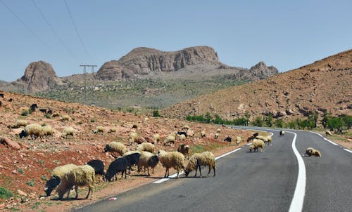 Immagine gratuita di colline, formazioni rocciose, gregge