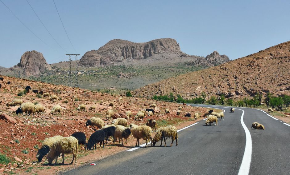 A flock of sheep grazing along a country road in the rugged mountains of Irherm, Morocco.