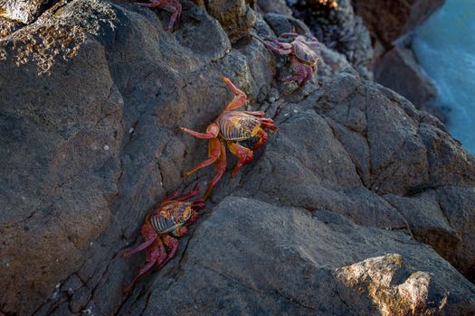 Vibrant red crabs clamber over rugged rocks in Arica, Chile.