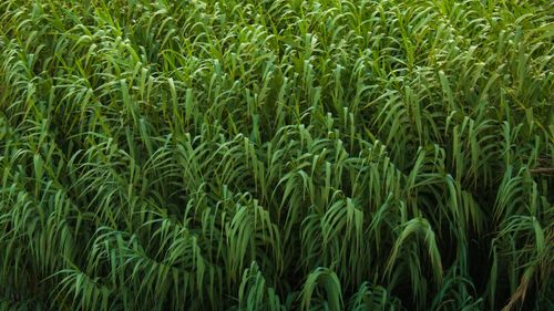 Free Dense green reeds creating a lush, natural scenery in Arica, Chile. Stock Photo