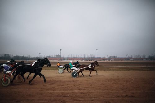 Free Dynamic trotting horse race at Budapest race track capturing speed and competition. Stock Photo