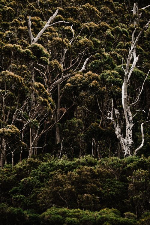 Free A captivating view of a dense forest with lush, green foliage highlighting nature's beauty. Stock Photo