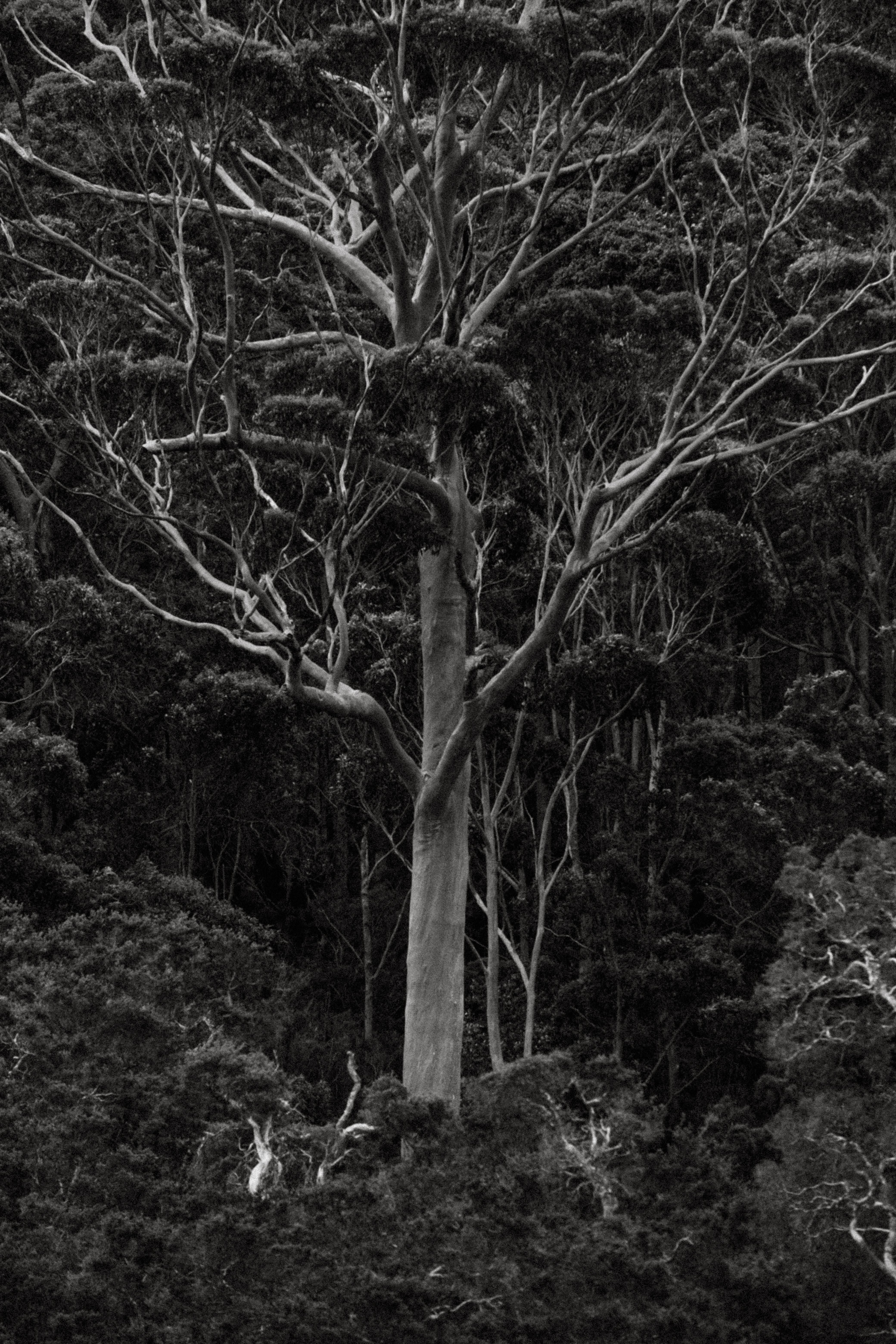 Grayscale Photo of a Tall Tree · Free Stock Photo