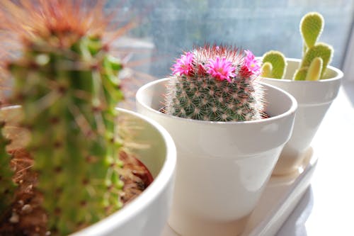 Close-Up Shot of Potted Plants 