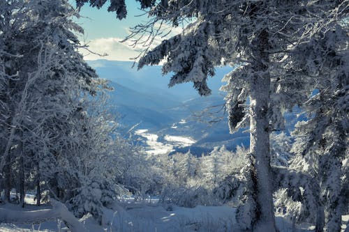 Kostnadsfria Kostnadsfri bild av berg, skog, snö Stock foto