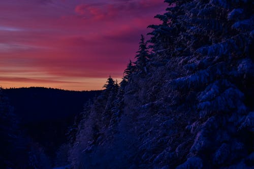 A Forest During the Golden Hour 