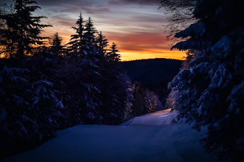 Безкоштовне стокове фото на тему «дерева, Захід сонця, зима»