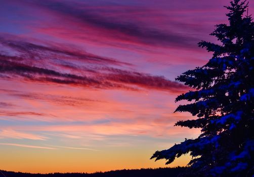 Silhouetted tree against a breathtaking colorful sunset sky, showcasing pink and orange hues.