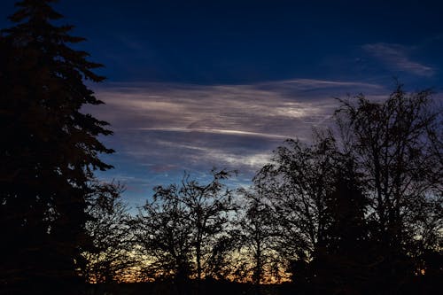 ฟรี คลังภาพถ่ายฟรี ของ ซิลูเอตต์, ต้นไม้, ท้องฟ้า คลังภาพถ่าย