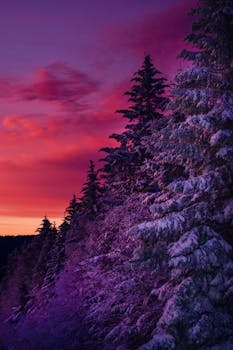 Stunning winter sunset over snow-covered pine trees, creating a vivid and dramatic scene.