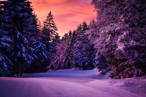 Snow Covered Pine Trees during Sunset