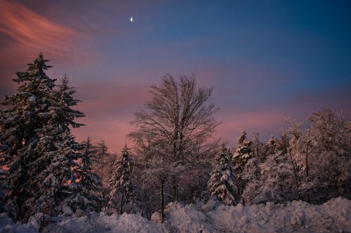Snow Covered Trees during Sunset