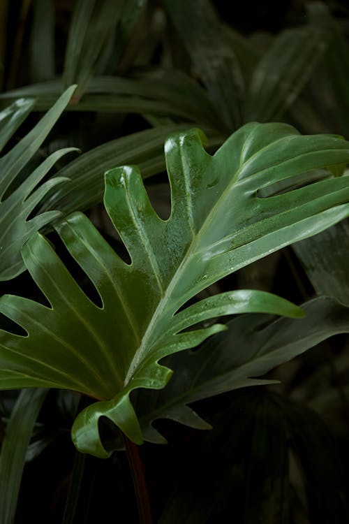 Close-Up Shot of Green Leaves 