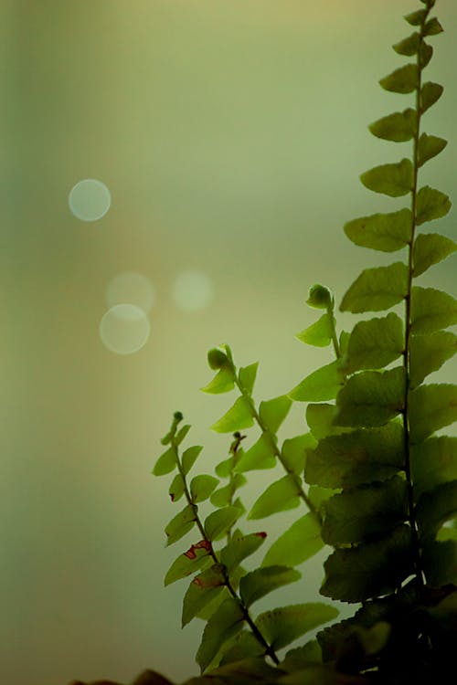 垂直拍摄, 特写, 蕨葉 的 免费素材图片