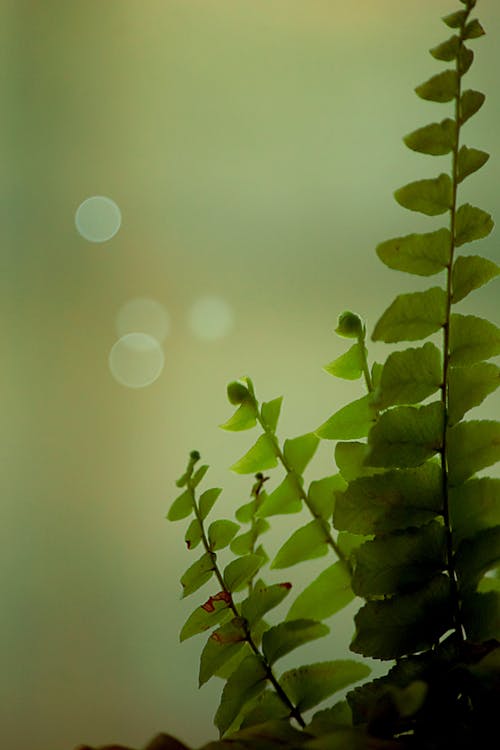 Close-Up Shot of Fern Leaves 