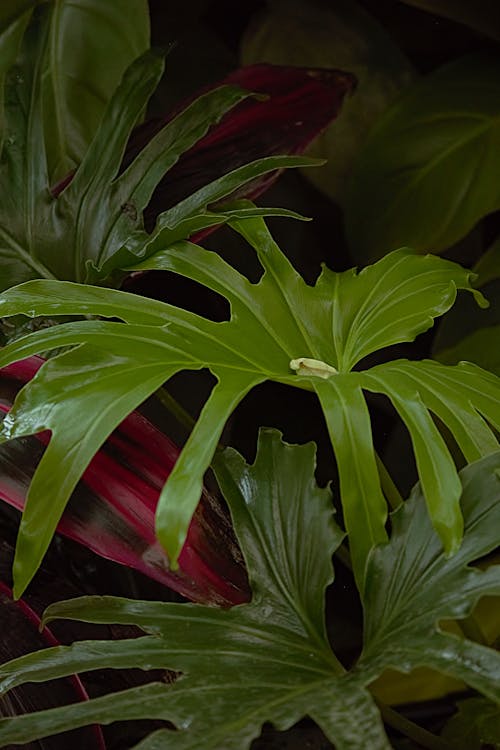 Green Leaves in Close Up Photography