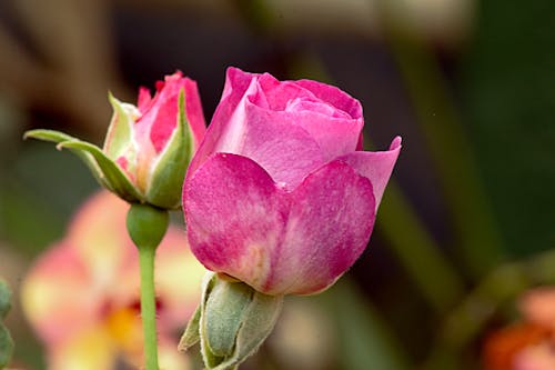 景深, 植物群, 粉紅色的玫瑰 的 免費圖庫相片