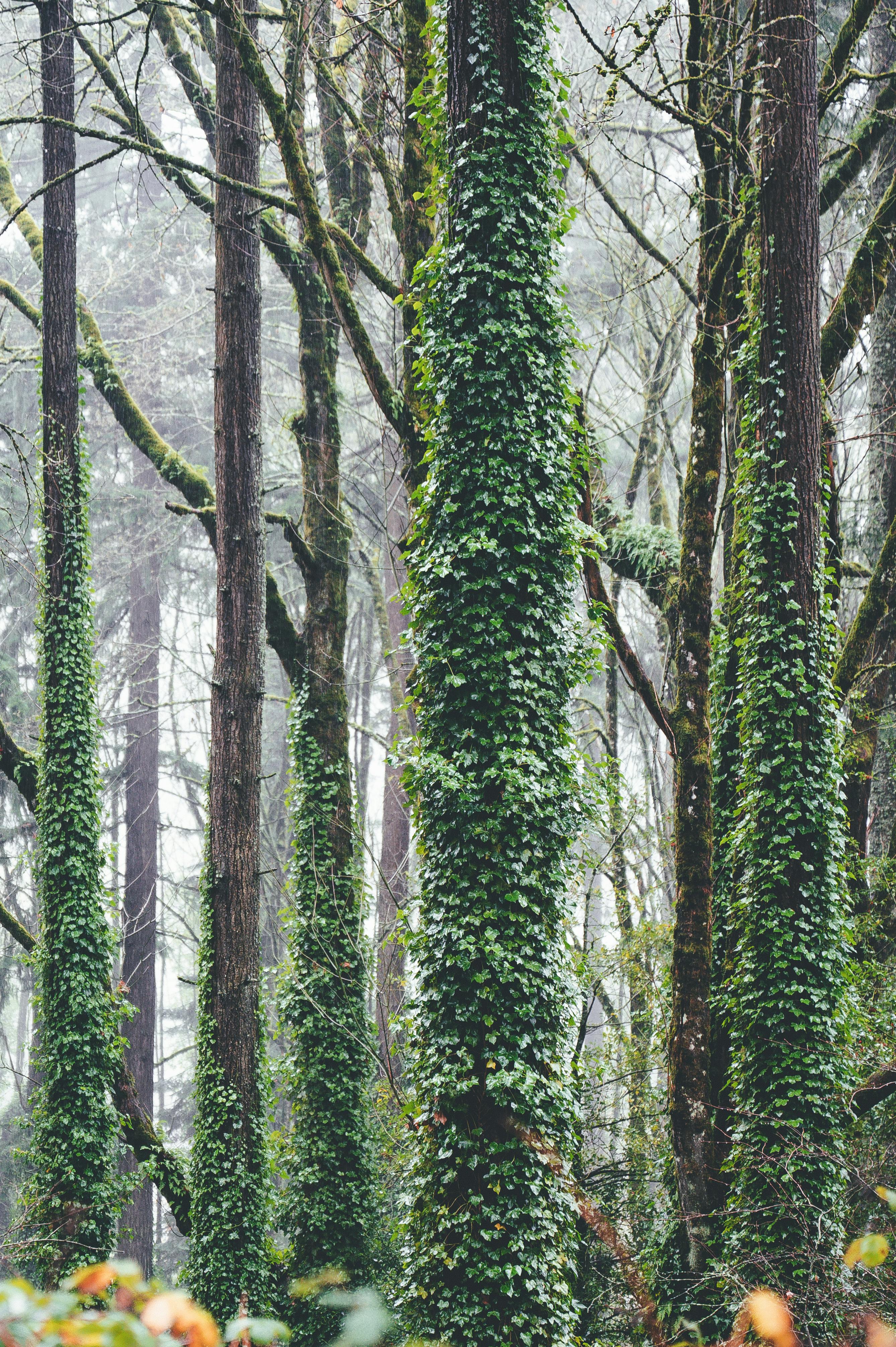 tall trees covered with grass