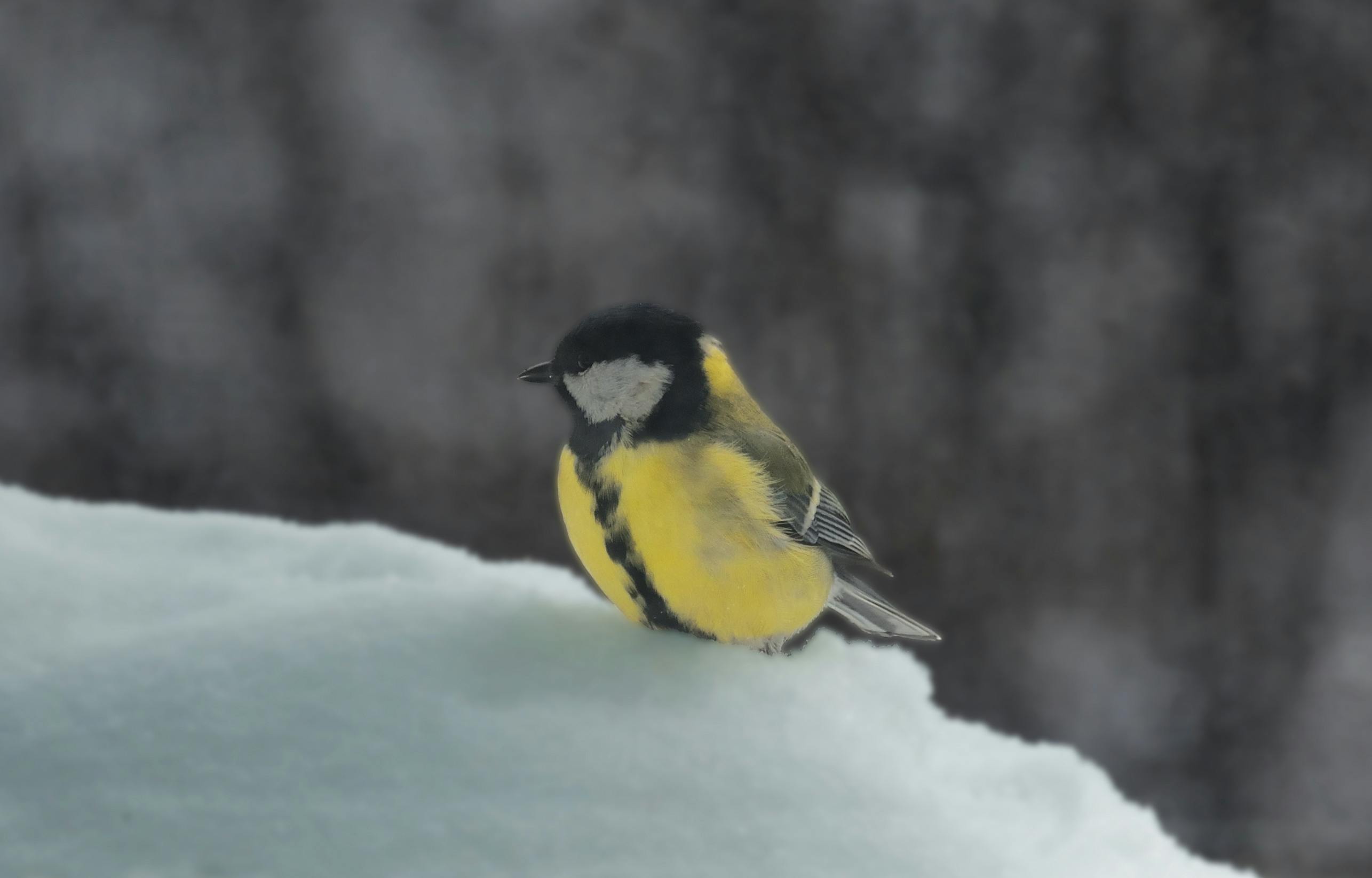 Фотографии птиц