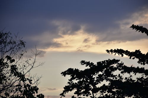 Ücretsiz ağaçlar, akşam karanlığı, bulutlar içeren Ücretsiz stok fotoğraf Stok Fotoğraflar