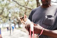 Man Holding a Kitten