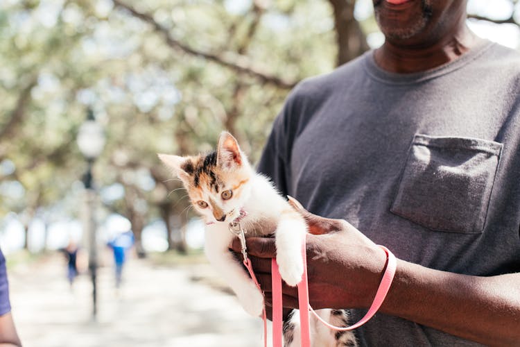 Man Holding A Kitten