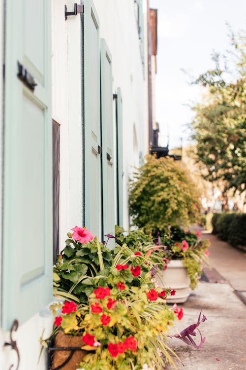 Potted Plants in a Sidewalk in Tilt Shift Lens 