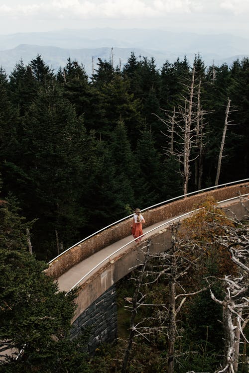 Person on a Footbridge surrounded by Coniferous Trees