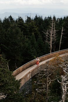 A person walks along a curving footbridge amidst towering coniferous trees.